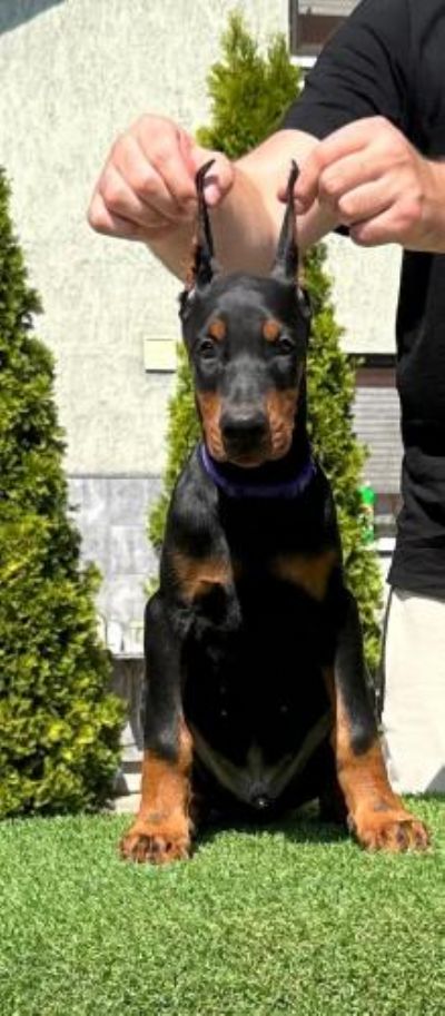 Doberman VRHUNSKI tenci